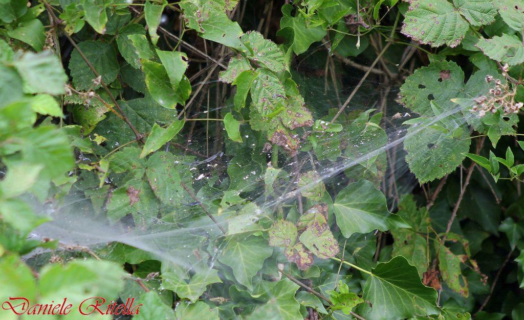 A chi appartiene questa ragnatela!? Agelena labyrinthica